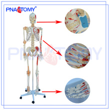 PNT-0103N Deluxe numerado esqueleto modelo com ligamento e músculos, ensino médico
